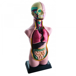 Edu-Toys Анатомический набор Тело