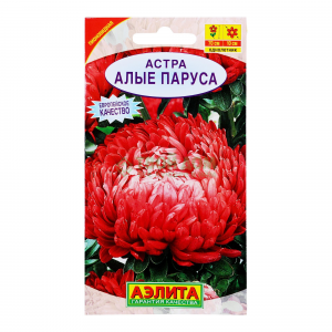 Аэлита Семена. Астра "Алые паруса"