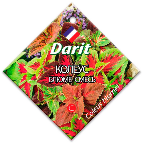 Цветы колеус блюме смесь 0.1 г дарит однолетние Darit