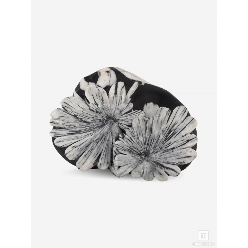 Целестин на аргиллите «хризантемовый камень», 19,5х17,1х6,3 см
