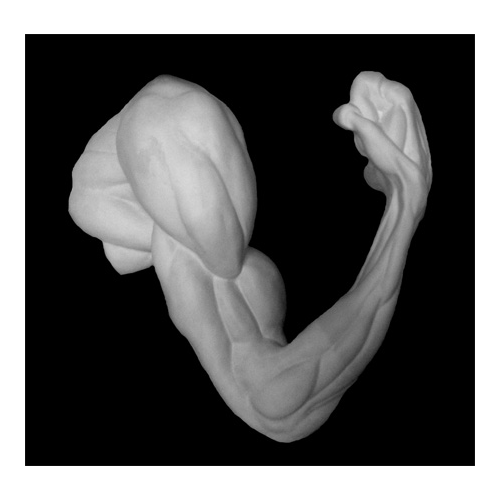 Гипс Рука анатомическая, согнутая в локте Мастерская «Экорше» Рас-20-212