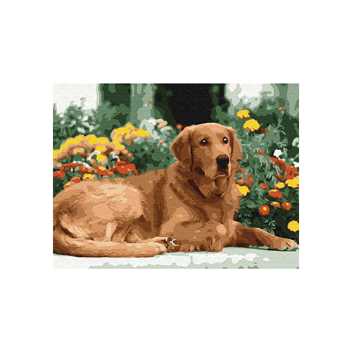 Картина по номерам Molly с цветной схемой на холсте (30х40) ЗОЛОТИСТЫЙ РЕТРИВЕР (18 цветов) на подрамнике KK0602