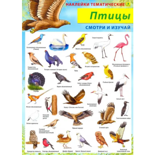 РУЗ Ко Птицы. Наклейки тематические