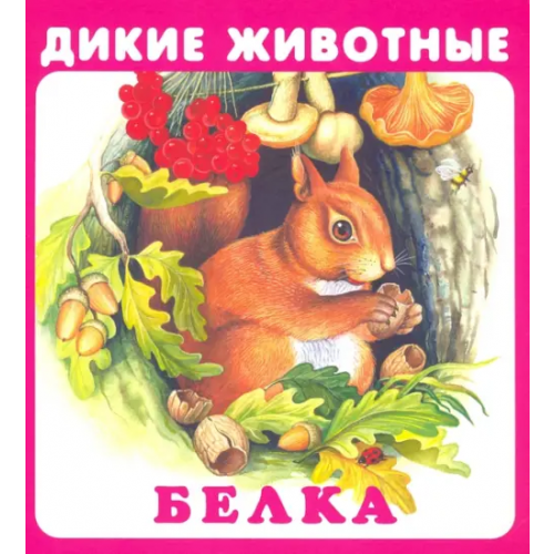 Искатель Набор карточек "Дикие животные"