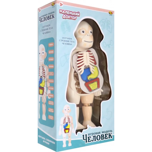 ABtoys Игровая модель Маленький доктор. Изучаем строение человека