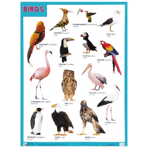 Обучающий плакат Birds птицы