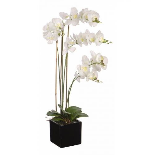 Растение в горшке Engard (80 см) Белая орхидея YW-36