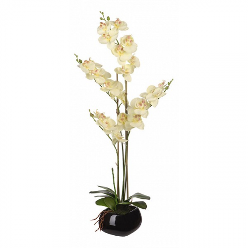 Растение в горшке Engard (64 см) Белая орхидея YW-35