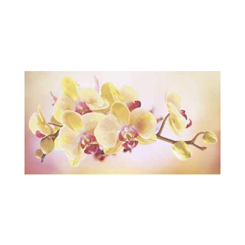 Основа для вышивания с нанесённым рисунком Золотая подкова ЗПК-016 Орхидея - схема для вышивания (Золотая подкова)