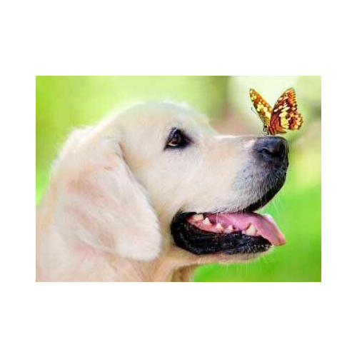 Набор для вышивания Цветной Алмазная вышивка le093 «Пёс и бабочка»