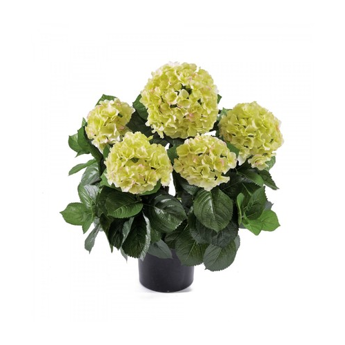 Гортензия куст большой в горшке, 55 см, кремово-зеленый 20.6252GR/CR Treez