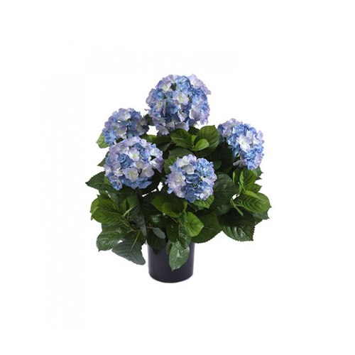 Гортензия куст большой в горшке, 55 см, темно-голубой 20.6252BL Treez