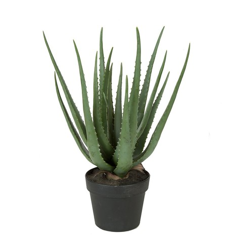 Алоэ куст Sensitive Botanic в горшке, 57 см 20.071611 Treez
