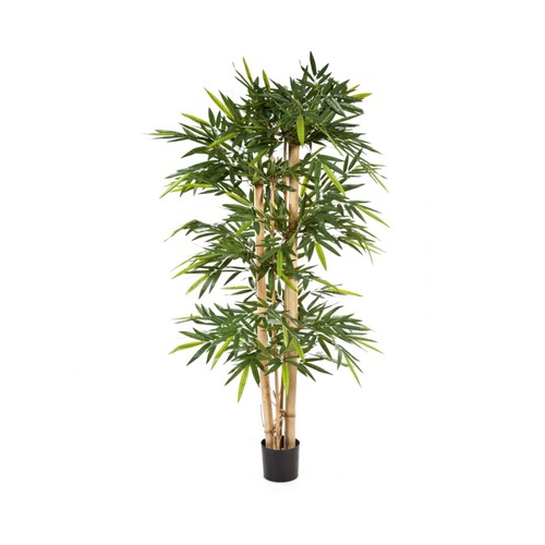 Бамбук Новый гигантский, 210 см, зеленый 10.35307N Treez