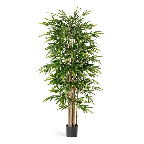 Бамбук Новый, 210 см, зеленый 10.34607N Treez