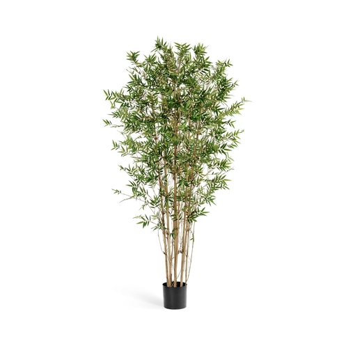 Бамбук Японский ориенталь, 180 см, зеленый 10.34306N Treez