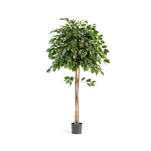 Фикус Бенджамина зонтичный, 150 см, зеленый 10.32605N Treez