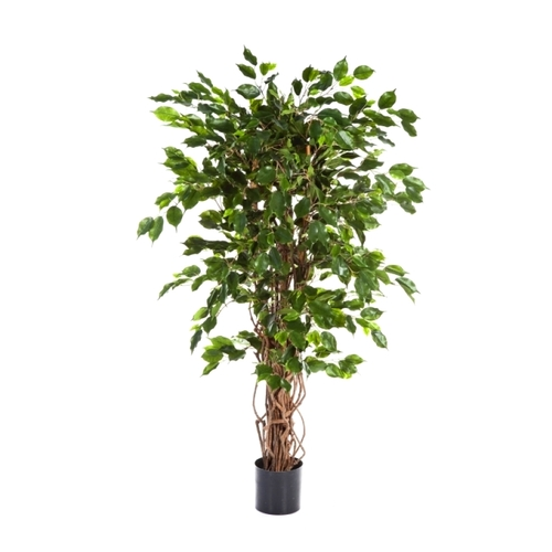 Фикус Бенджамина Нитида, 180 см, зеленый 10.30206N Treez
