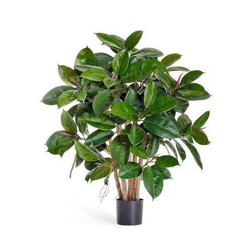 Фикус Эластика куст, 90 см, зеленый 10.33803N Treez
