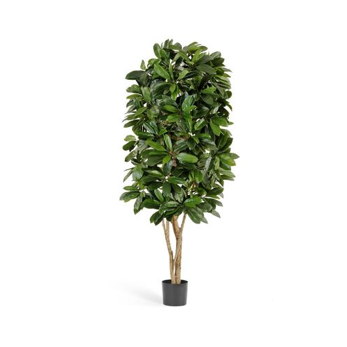 Шеффлера Леди, 170 см, зеленая 10.38406N Treez