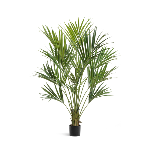 Пальма Кентия (Ховея) де Люк, 170 см 10.1343XL Treez
