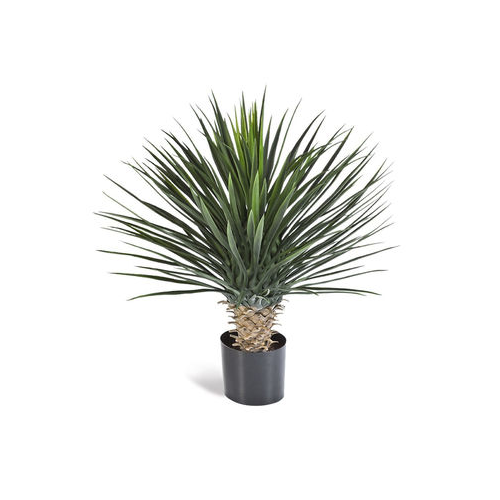 Юкка Рострата куст Де Люкс, 85 см, зеленый 10.47902XL Treez