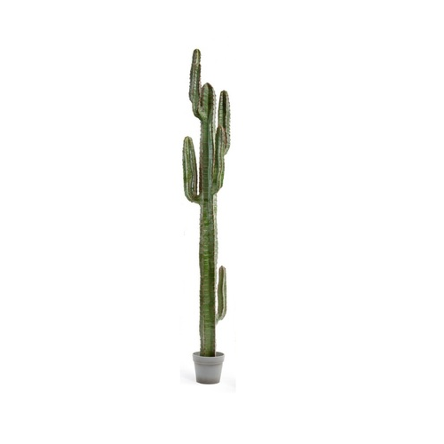 Кактус Цереус Мексиканский, 200х30 см, серо-зеленый 10.091828N Treez