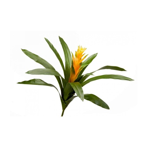 Гусмания Кардинал Sensitive Botanic, 37х52 см, желтая 20.0615192YL Treez