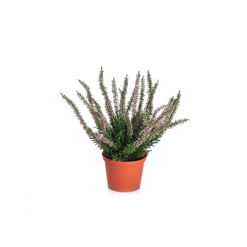 Эрика (вереск) куст в горшочке, 27 см, нежно-розовый 20.5937N Treez