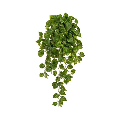 Филодендрон Элегант ампельный большой новый Sensitive Botanic, 90 см 20.1378XL Treez