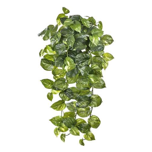 Потос крупнолистный ампельный большой Sensitive Botanic, 102 листа, 75 см 20.1380L Treez