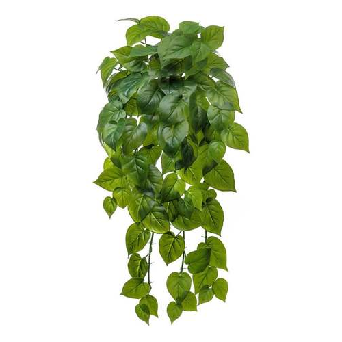 Филодендрон крупнолистный ампельный большой Sensitive Botanic, 75 см 20.1381L Treez
