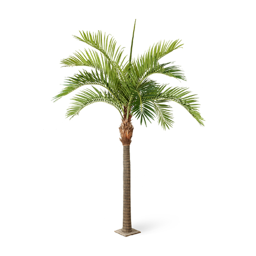 Финиковая пальма Гигантская, 480 см, натуральный зеленый 10.46848N Treez