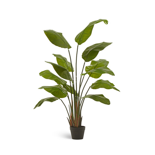 Стрелиция Traveller Sensitive Botanic, 150 см, зеленая 10.011352N Treez