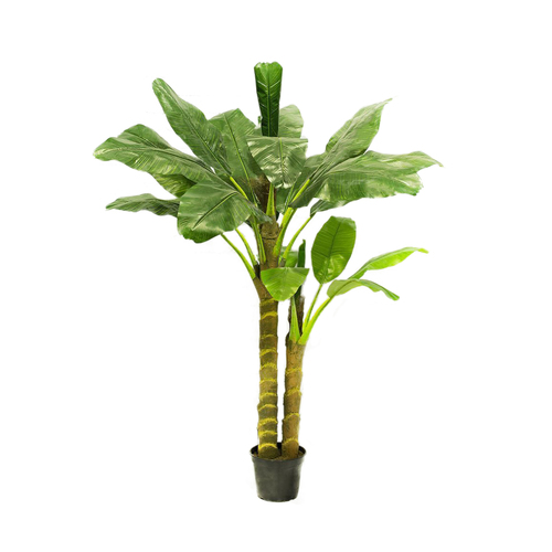 Банановое дерево Sensitive Botanic, 210 см, зеленое 10.0157206N Treez
