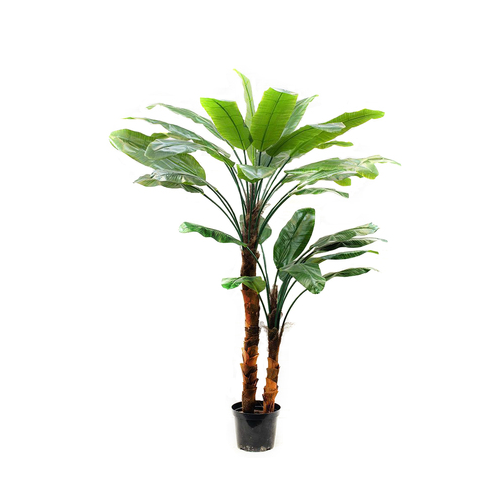 Банановое дерево Sensitive Botanic, 245 см, зеленое 10.0157208N Treez