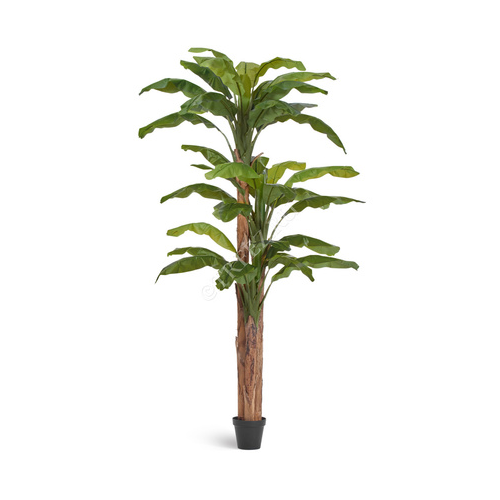Банановое дерево Sensitive Botanic, 280 см, зеленое 10.0157210N Treez