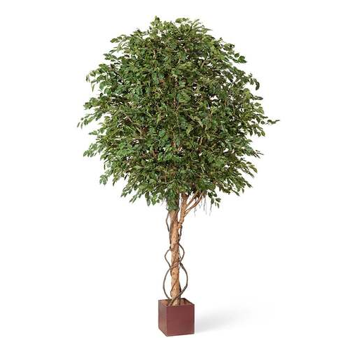 Гигантский фикус Бенджамина, 320 см, зеленый 10.31210N Treez
