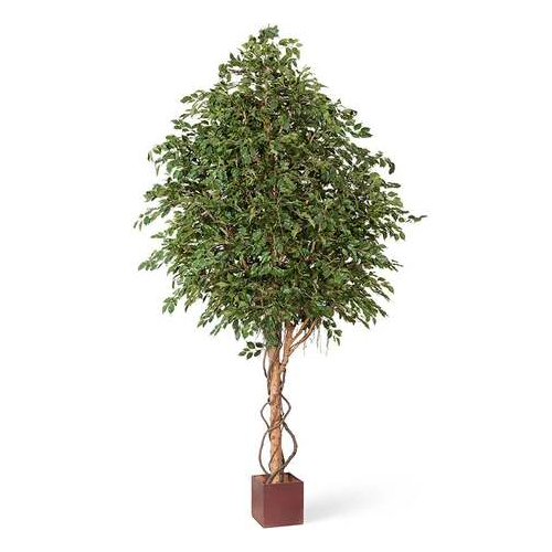 Гигантский фикус Бенджамина, 360 см, зеленый 10.31212N Treez