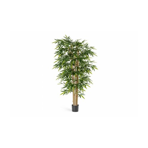 Бамбук Новый гигантский, 240 см 10.35308N Treez