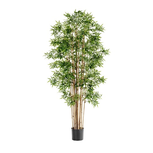 Бамбук Новый японский, 230 см 10.34108N Treez