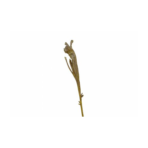 Ветка Салекса, 55 см, зеленая 30.0613206GR Treez