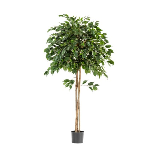 Фикус Бенджамина зонтичный, 210 см 10.32607N Treez