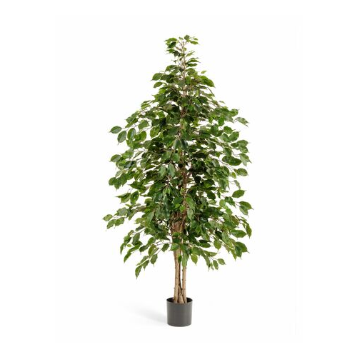 Фикус Бенджамина натуральный, 150 см 10.32205N Treez