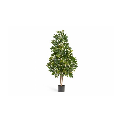 Шеффлера натуральная пестрая, 110 см 10.38504NW Treez