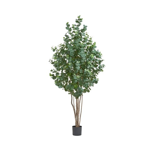 Эвкалипт серебристый многоствольный, 200 см 10.22006N Treez