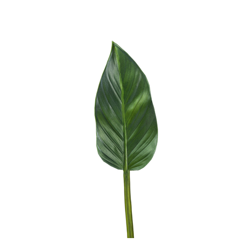 Лист Колоказии, 47 см, зеленый 30.03110118GR_MDP Treez