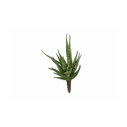 Мини-суккулент Хавортия Фасциата, 9х7 см 30.0610006GR Treez