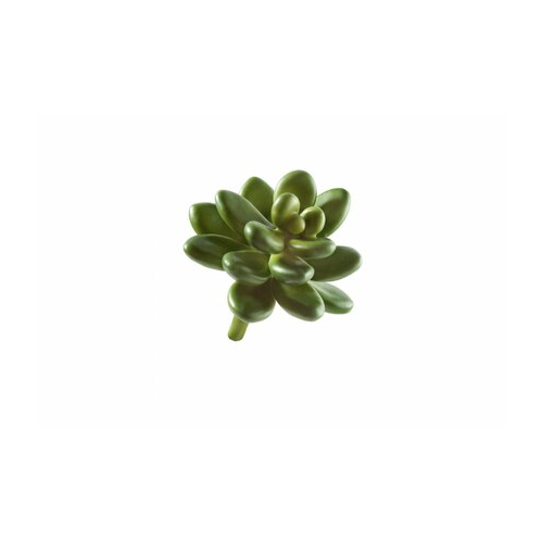Мини-суккулент Эхеверия Амоена Кристата, 4.5х8 см 30.0610032 Treez