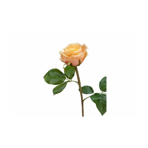 Роза Флорибунда Мидл, 34 см, крем-персик 30.0611075OCR Treez